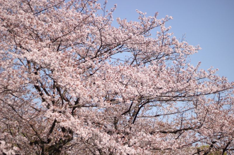 野点しました。