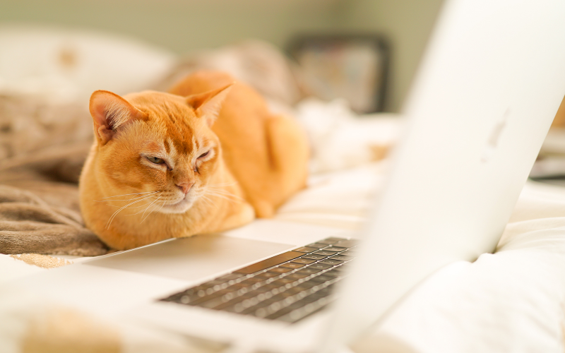 新年からほとばしる情熱！おすすめ「お正月サイト」