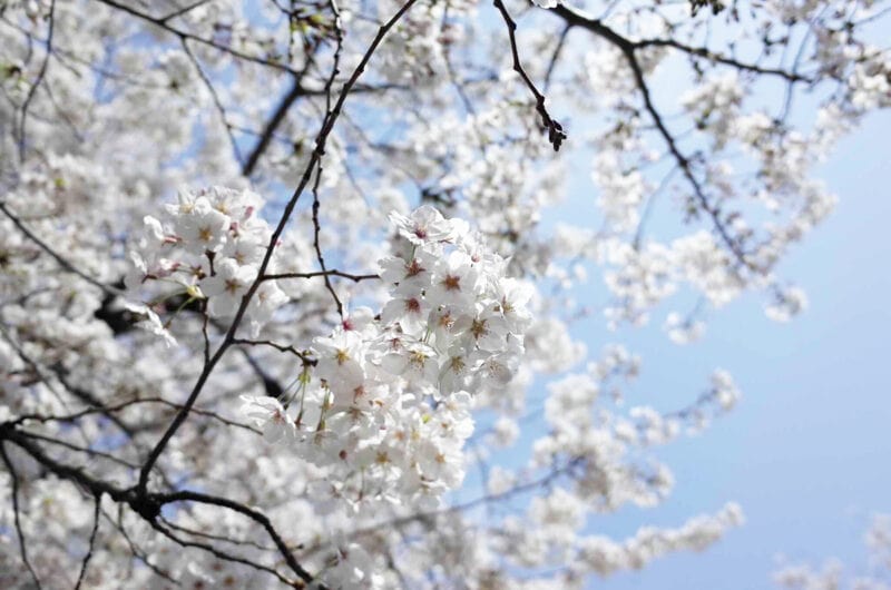 SAKURA2021