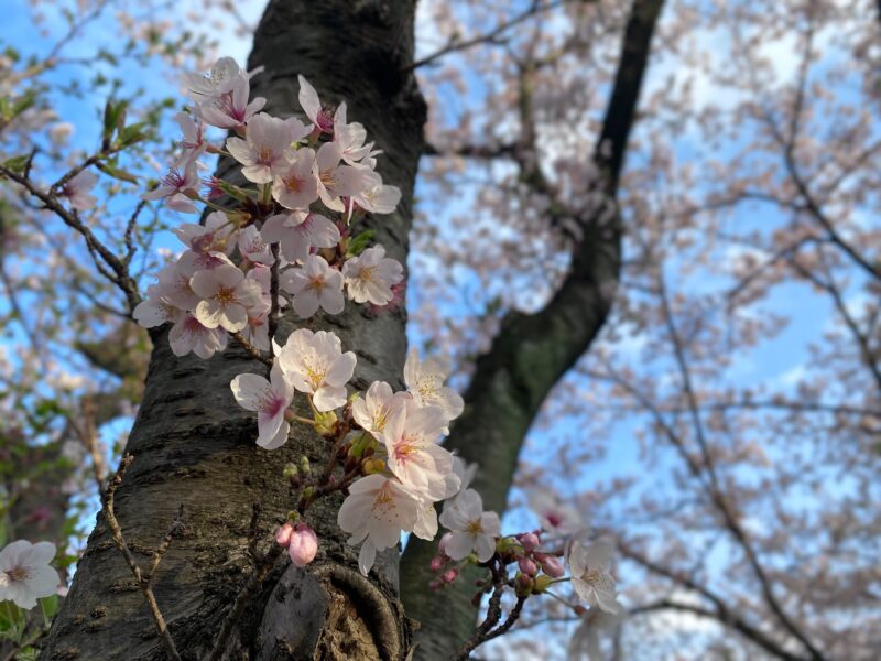 春ですよ〜！花がテーマのおすすめWEBサイト集